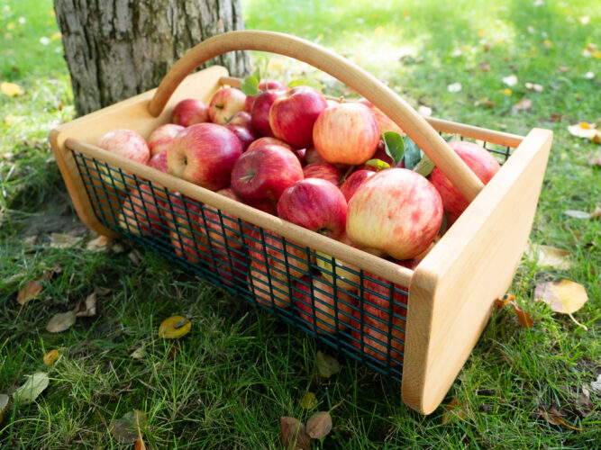 Garden Harvest Basket DIY Plans
